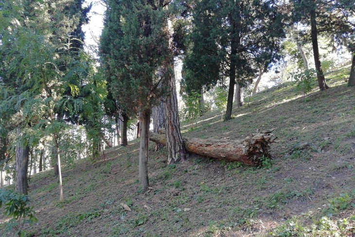 Palo drvo u labinskoj Pineti