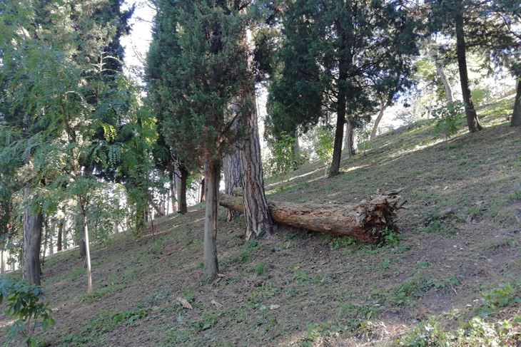 Palo drvo u labinskoj Pineti