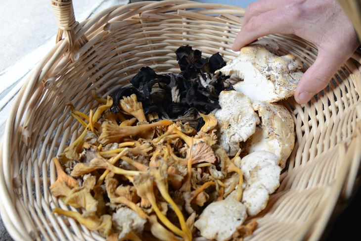 (D. ŠTIFANIĆ)