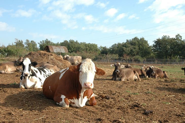 Na farmi je 20 krava koje pase na otvorenom (E. VELAN)