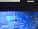 Izložba svadbene fotografije u pulskom Aquariumu (D. MEMEDOVIĆ)