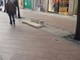 Ono što je ostalo od klupice u Flanatičkoj ulici (M. SPADA)