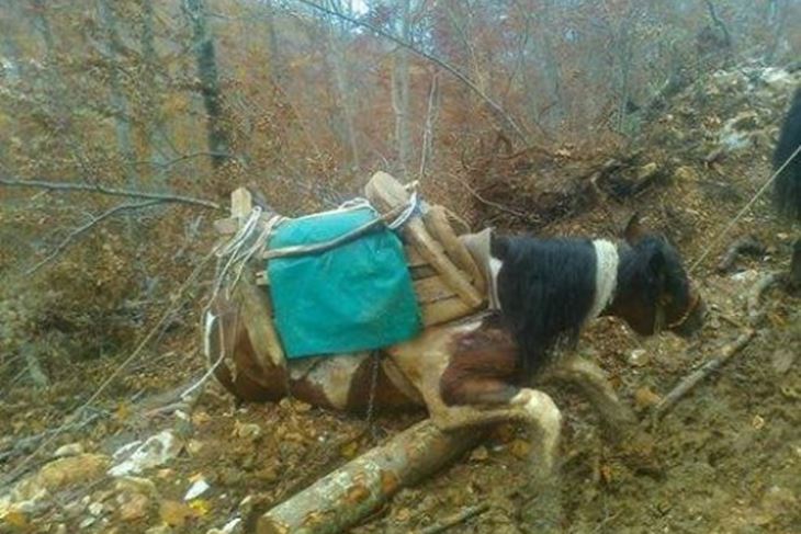 foto: Udruga Prijatelji životinja