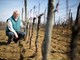 Giorgio Clai iz Buja vino proizvodi metodom starom tisućama godina