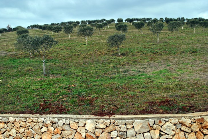 Arhiva
