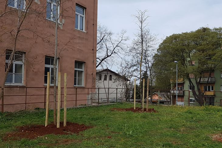 Sadnja lipa iznad Rojca (M. VERMEZOVIĆ IVANOVIĆ)