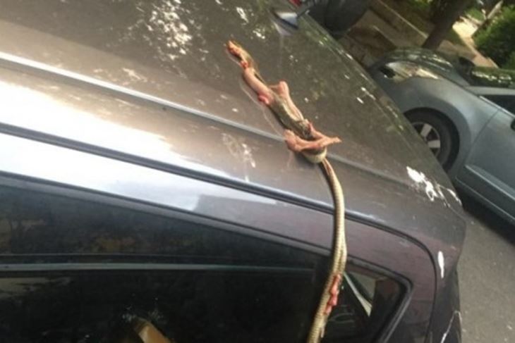 ZMIJA POSIJALA STRAH U CENTRU RIJEKE Nesretna životinja pala na krov automobila