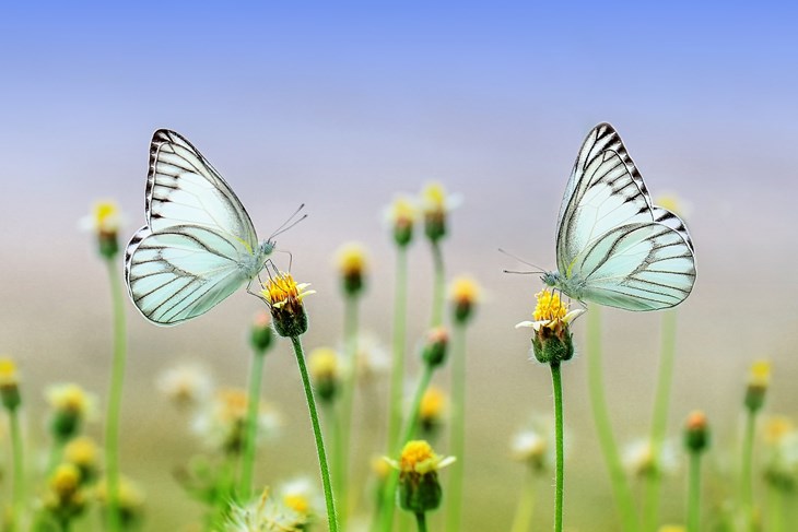 Ilustracija (Pixabay.com)