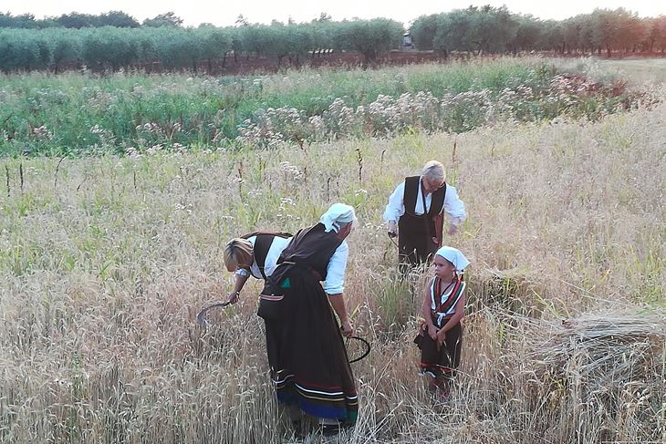 Posebnu pažnju posjetitelja privukla je demonstracija ručne žetve (Anđelo DAGOSTIN)