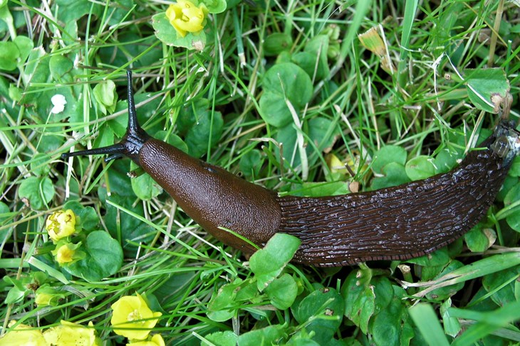 (Foto: Wikipedia)