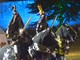 Srednjovjekovni festival u Svetvinčentu (Danilo MEMEDOVIĆ)