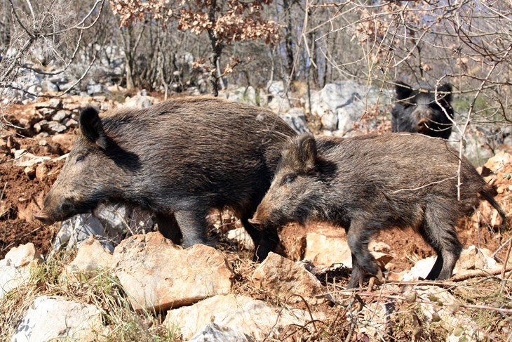 Afrička svinjska kuga zadnjih se godina nezaustavljivo širi Europom (Vlado KOS/CROPIX)