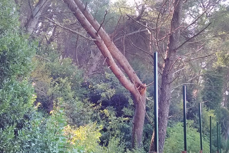 Napuknute grane ovih će se dana ukloniti