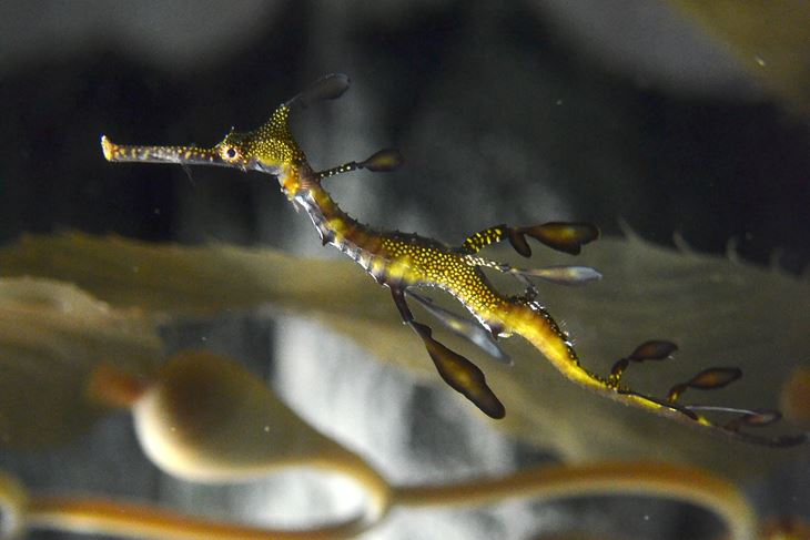 Može se i u pulski Aquarium, Adventure park, turistički bus ili Kuću maslinovog ulja (D. MEMEDOVIĆ)