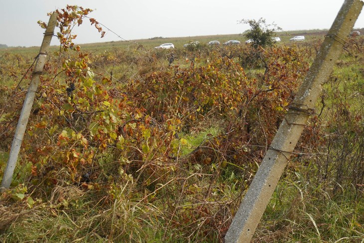 Zapušteni vinograd bivšeg PIK-a Umag kod Bužinije (D. ŠIŠOVIĆ)