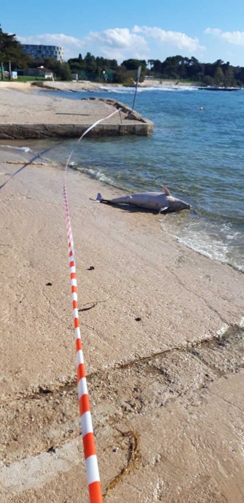 delfin