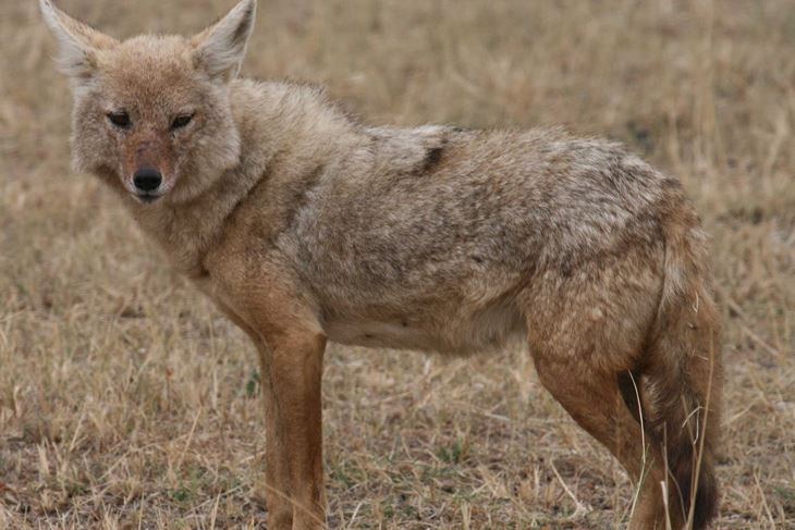 Zlatni čagalj canis aureus 
