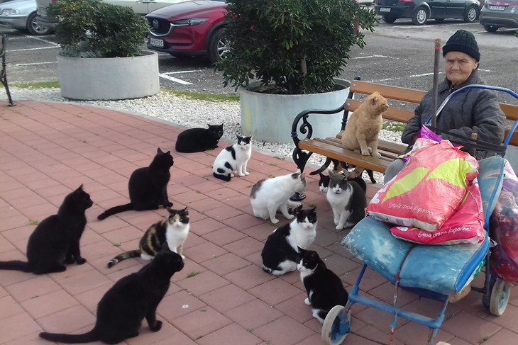 Mace su pitome, uhranjene, sterilizirane i ne boje se pasa (Jasna ORLIĆ)