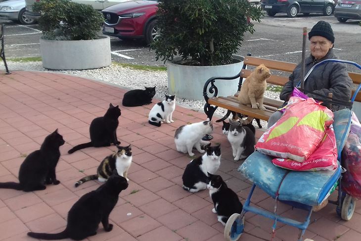Mace su pitome, uhranjene, sterilizirane i ne boje se pasa (Jasna ORLIĆ)