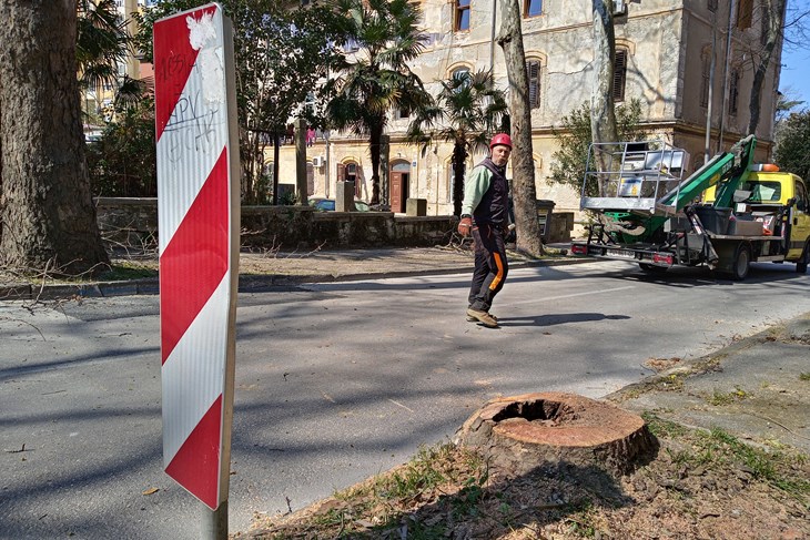 Još jedan panj kao podsjetnik na nekad moćan drvored (Duška PALIBRK)