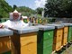 U Istarskoj županiji 420 pčelara iz 13.500 košnica godišnje proizvodi 250-300 tona istarskog meda (Arhiva)
