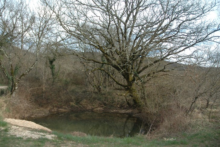 Lokva pokraj koje spava stari, veliki hrast (E. VELAN)