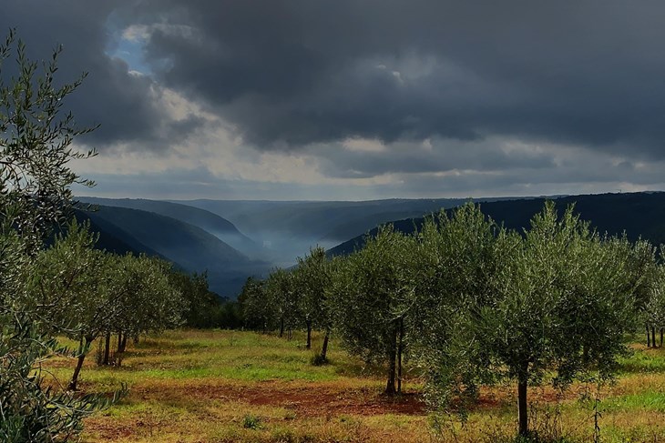 Na području Rovinja masovno se podižu maslinici, a sve češće i nasadi badema (D. ŠTIFANIĆ)