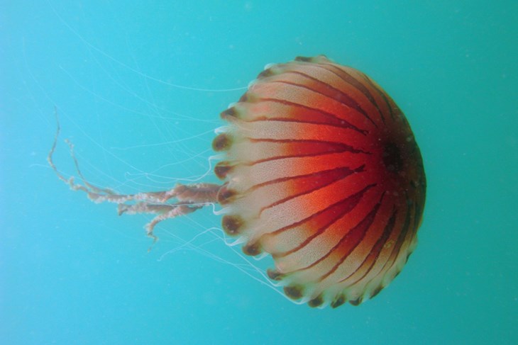 Kompas meduza (Chrysaora hysoscella)