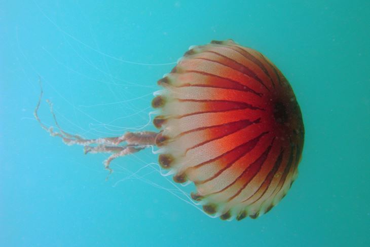 Kompas meduza (Chrysaora hysoscella)