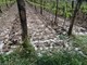 Tuča je zabijelila vinograde na početku svibnja