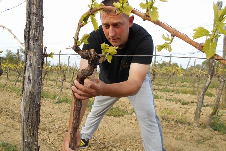 Valmi Coslovich u svom nasadu terana, malo ispod vrha brda Zelenac (Davor ŠIŠOVIĆ)
