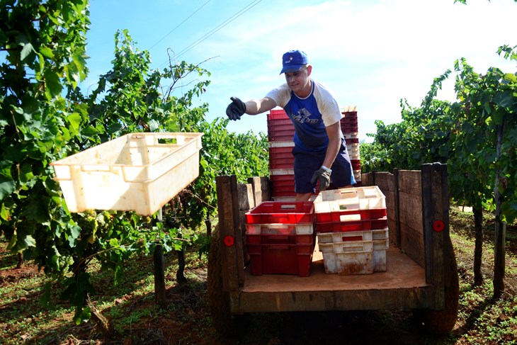 Želja je građane pozvati da im ispričaju nešto o svojim obiteljskim vinogradima (Arhiva)