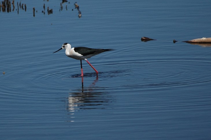 (JU Natura Histrica)