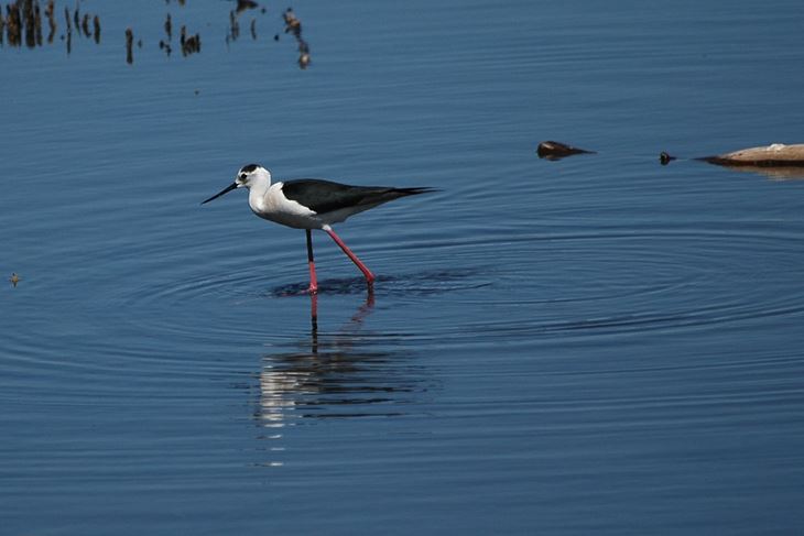 (JU Natura Histrica)
