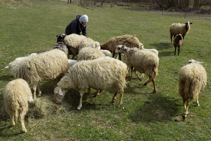 Stočarstvo je tijekom 25 godina Fond podržao s 61,1 milijun kuna (Gordana ČALIĆ ŠVERKO) 