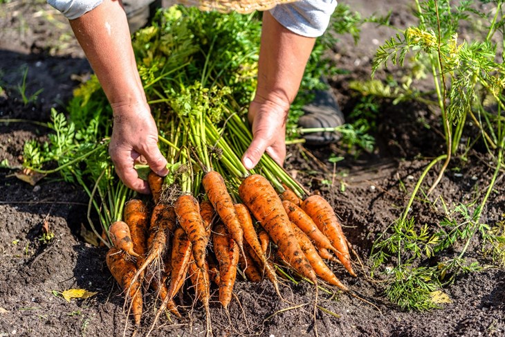 Valfresco Direkt je online tržnica povrća, voća, mesa, mesnih i morskih delicija, sireva