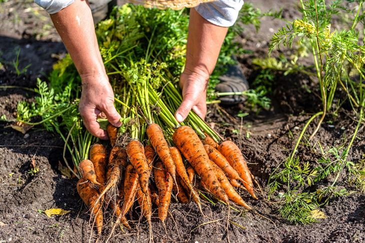 Valfresco Direkt je online tržnica povrća, voća, mesa, mesnih i morskih delicija, sireva