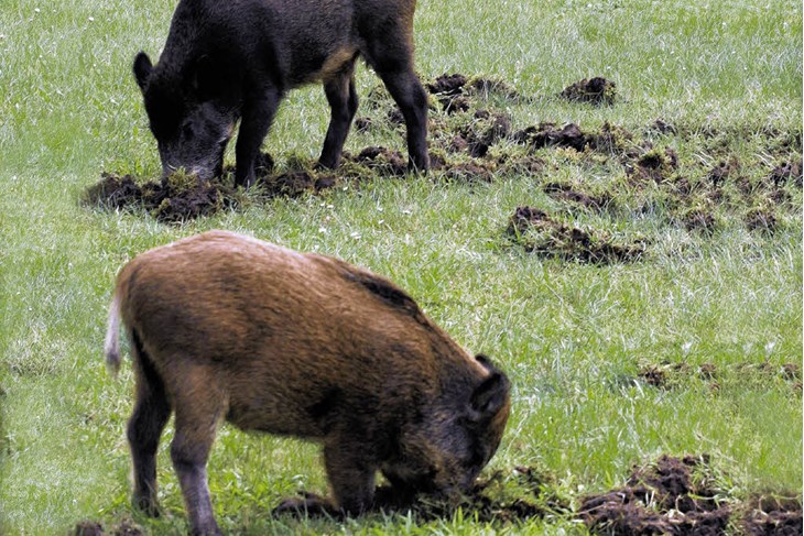 Nekada su lovci divlje svinje lovili samo po Učki, a jelen, medvjed i vuk živjeli su u šumama Gorskog kotara