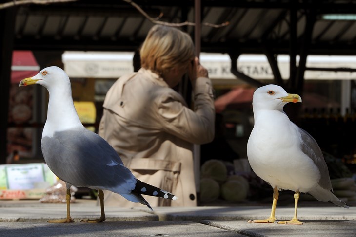 Galebovi na štandu tržnice (Milivoj MIJOŠEK)