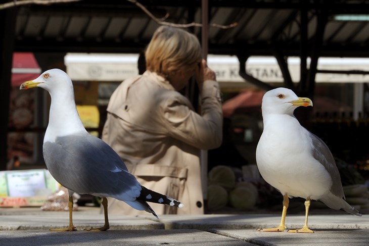 Galebovi na štandu tržnice (Milivoj MIJOŠEK)