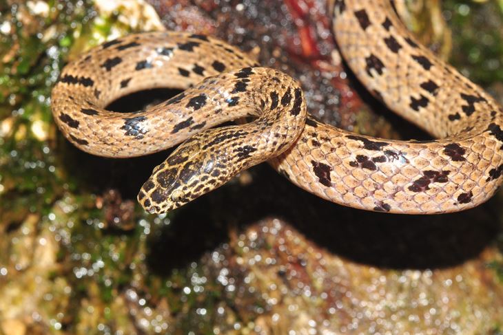 (Hina/EPA)