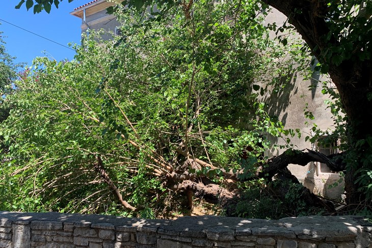 Stogodišnji dud na medulinskoj placi možda broji svoje posljednje dane