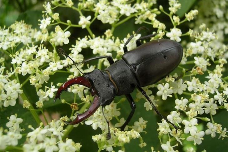 Jelenak (Lucanus cervus) (Zvonimir OSVALD)