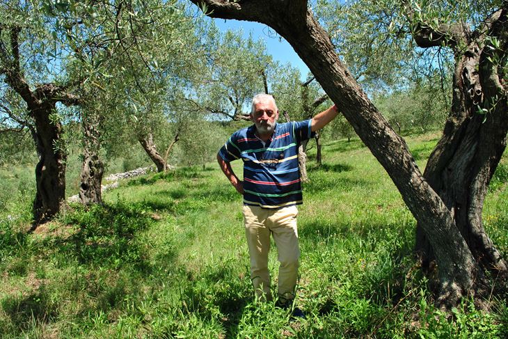 Korado Sergović u svom prvom masliniku na rovinjskom brežuljku Varave