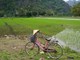 Trang An - bicikl i rižina polja (Dejan PAVLINOVIĆ)