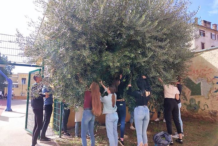 Gimnazija Pula, maslinovo ulje