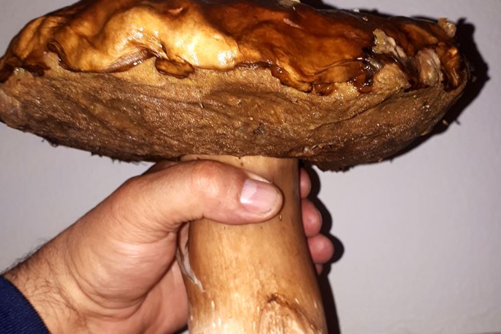 Vrganj kapitalac od 1,9 kg (Snimio Adriano Balanzin)