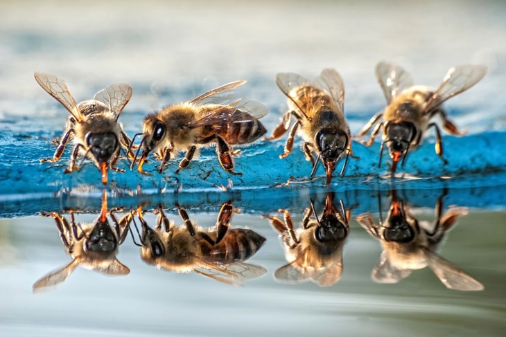 Nagrađena fotografija "Na pojilu" 