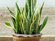 Sanseveria