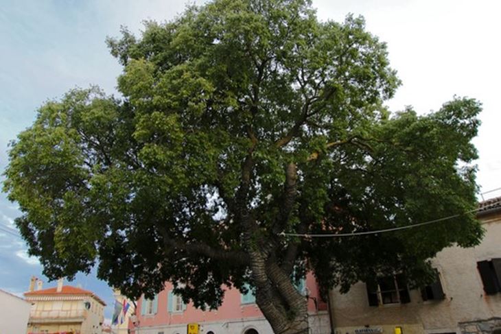 Ladonja na medulinskoj placi